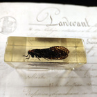 Natura Obscura – Entomologinen näyte no. 340 - pikkukuva 2