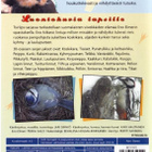 Tsirlips (Lasten Luontosarja) (DVD) (UUSI) - pikkukuva 4