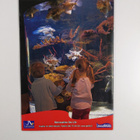 Merimaailma : Sea Life Helsinki - pikkukuva 2