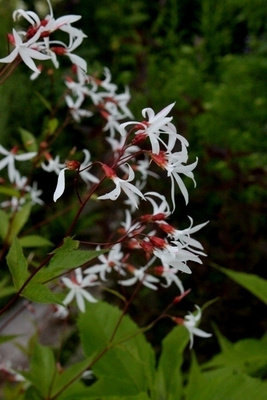 Enkeliperhoangervo (Gillenia trifoliata), siemeniä 30 kpl