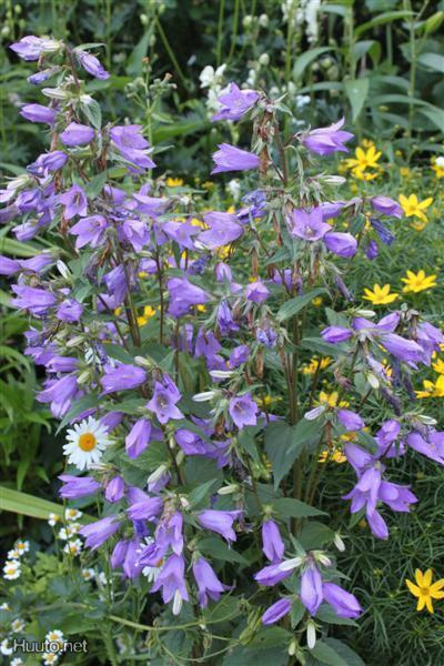 Varsankello (Campanula trachelium), siemeniä 100 kpl