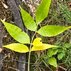 Punasaarni (Fraxinus pennsylvanica), siemeniä 20 kpl - pikkukuva 2