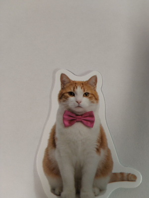 Kissa tarra.