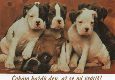 BULLDOG  POSTIKORTTI