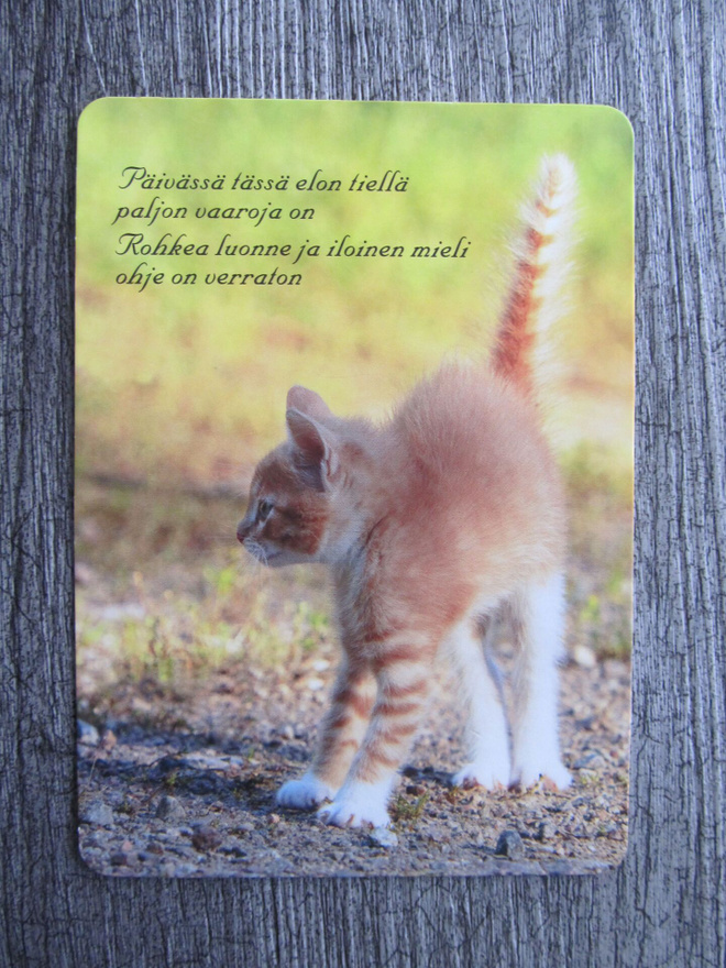 KISSA.....kissanpentu ja mietelause.