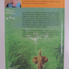Isabel Allende : Pygmien metsä (lukematon) - pikkukuva 2