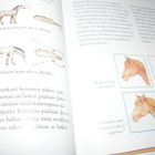 Hampe - Stickeler Ensimmäinen hevoskirjani - pikkukuva 3