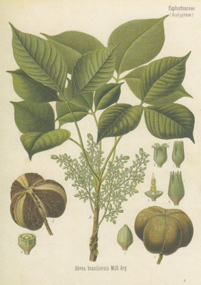 Kumipuu - Hevea brasiliensis