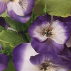 2x kangasorvokki Flowers-ruukussa - pikkukuva 3