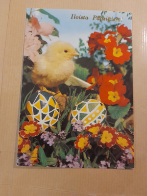Tipu kukkien keskellä