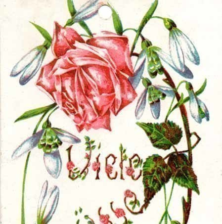 KUKKIA / Ruusu ja ujoja lumikelloja. 1910-l.