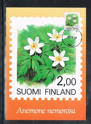 Maksimikortti - Valkovuokko -90