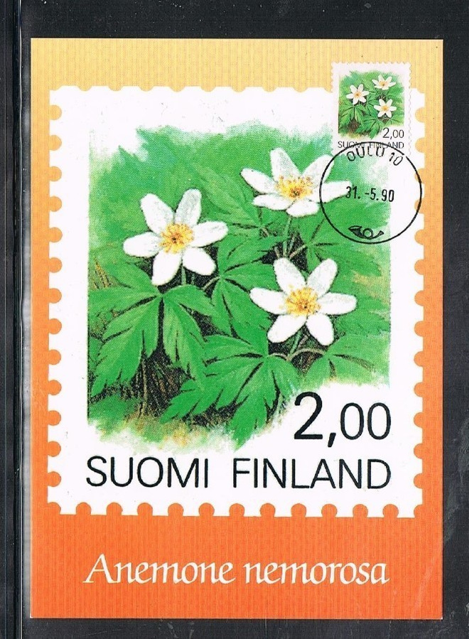 Maksimikortti - Valkovuokko -90