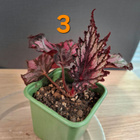 Begonian taimia - pikkukuva 4