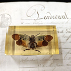 Natura Obscura – Entomologinen näyte no. 343 - pikkukuva 3