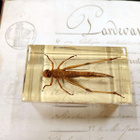 Natura Obscura – Entomologinen näyte no. 361 - pikkukuva 3