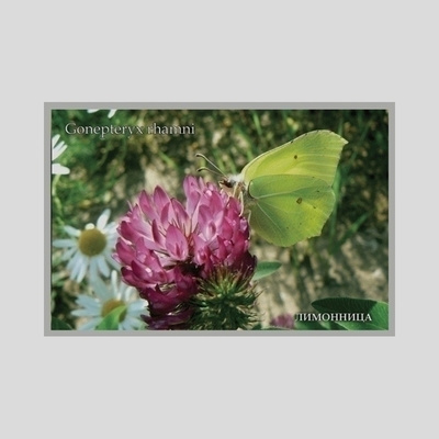 PERHOSET: Sitruunaperhonen (Gonepteryx rhamni) #3005
