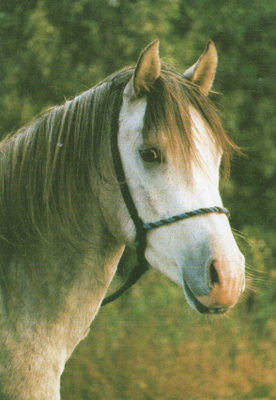 HEVONEN POSTIKORTTI - ARABIANHEVONEN