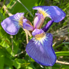 Kaunokurjenmiekka (Iris setosa), siemeniä 50 kpl - pikkukuva 3