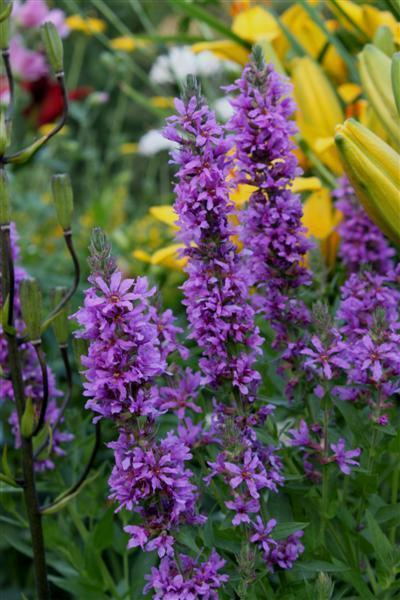 Rantakukka (Lythrum salicaria), siemeniä 100 kpl