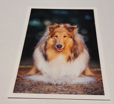 PK COLLIE SOOPELI *UUSI*