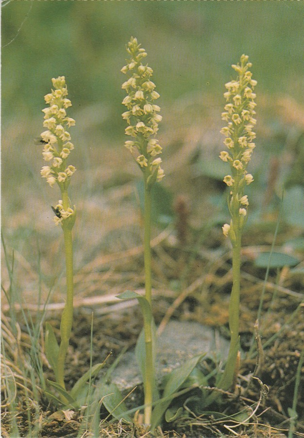 POSTIKORTTI  Suomen luonnonsuojeluliitto, Norppa-tunnus, EL