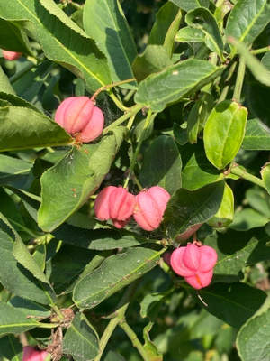 Euroopansorvarinpensas (Euonymus europaeus), siemeniä 30 kpl