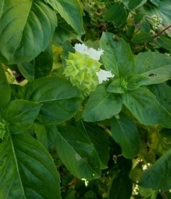 Basilika (Ocimum basilicum), siemeniä 50 kpl