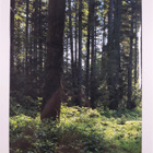 Earl Roberge : Timber Country Revisited - pikkukuva 2