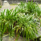 Sinisarja (Agapanthus) iso jakotaimi - pikkukuva 1