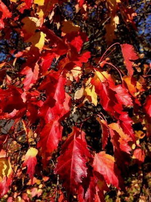 Mongolianvaahtera (Acer ginnala), siemeniä 40 kpl