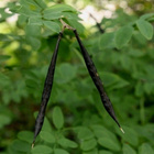 Mustalinnunherne (Lathyrus niger), siemeniä 30 kpl - pikkukuva 2