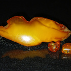 Vintage Antique Baltic egg yolk amber meripihka solki - pikkukuva 1
