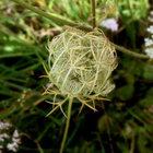 Rikkaporkkana (Daucus carota ssp. carota), siemeniä 50 kpl - pikkukuva 3