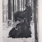 Gösta Tysk : Hirvimailla - pikkukuva 3