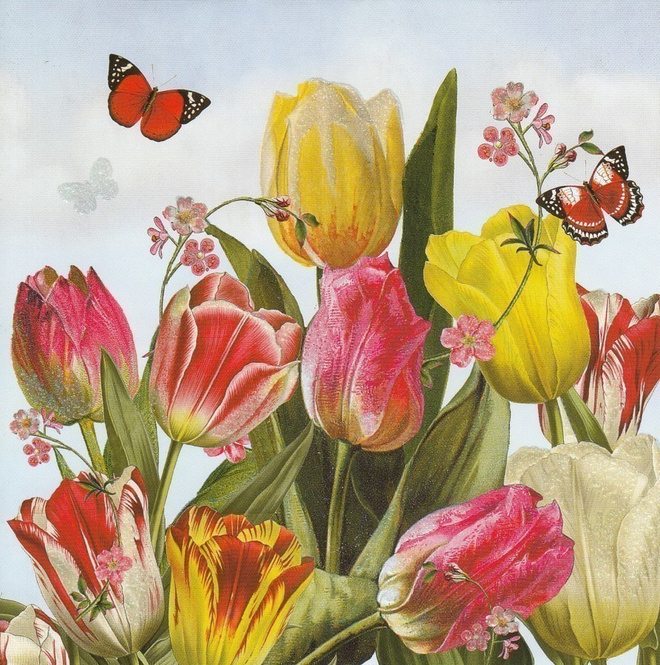 Barbara Behr: Tulppaanit (neliökortti)