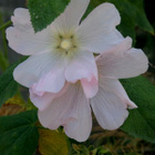 Kalvassalkoruusu (Alcea biennis), siemeniä 30 kpl - pikkukuva 1