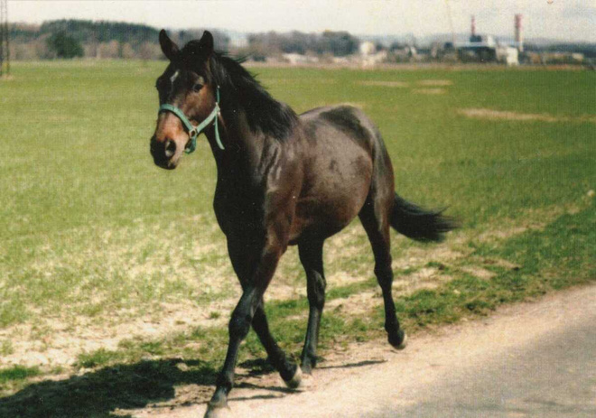 HEVONEN POSTIKORTTI