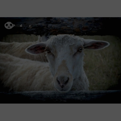 LAMMAS #3021#