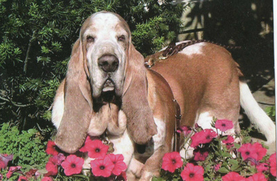 BASSET POSTIKORTTI