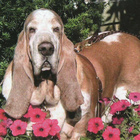 BASSET POSTIKORTTI - pikkukuva 1