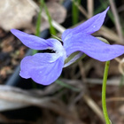 Metsäorvokki (Viola riviniana), siemeniä 50 kpl - pikkukuva 2