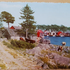 Kotka, Kaunissaari, ranta-aittoja, lehmät rannassa, ei p. - pikkukuva 1