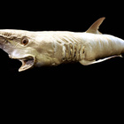 Täytetty mustatäplähai (Carcharhinus sealei), Madagaskar - pikkukuva 2