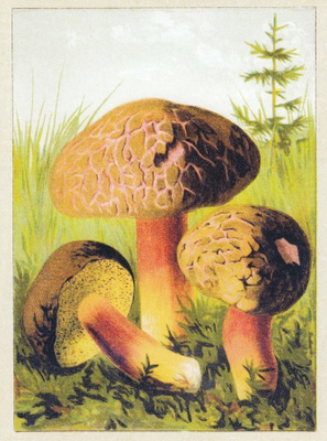 Samettitatti (isohko kortti)