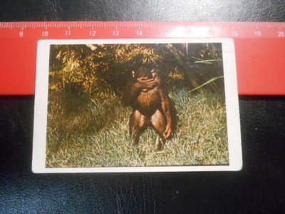 K.6 Jenkki Tarzan purkkakuva # 116