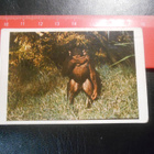 K.6 Jenkki Tarzan purkkakuva # 116 - pikkukuva 1