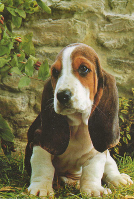 BASSET POSTIKORTTI