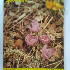 Pellervo No 8 toukokuu 1967 - pikkukuva 1