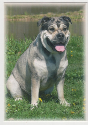PERRO DE PRESA MALLORQUIN POSTIKORTTI